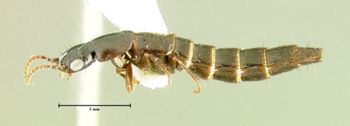 Media type: image;   Entomology 32394 Aspect: habitus lateral view